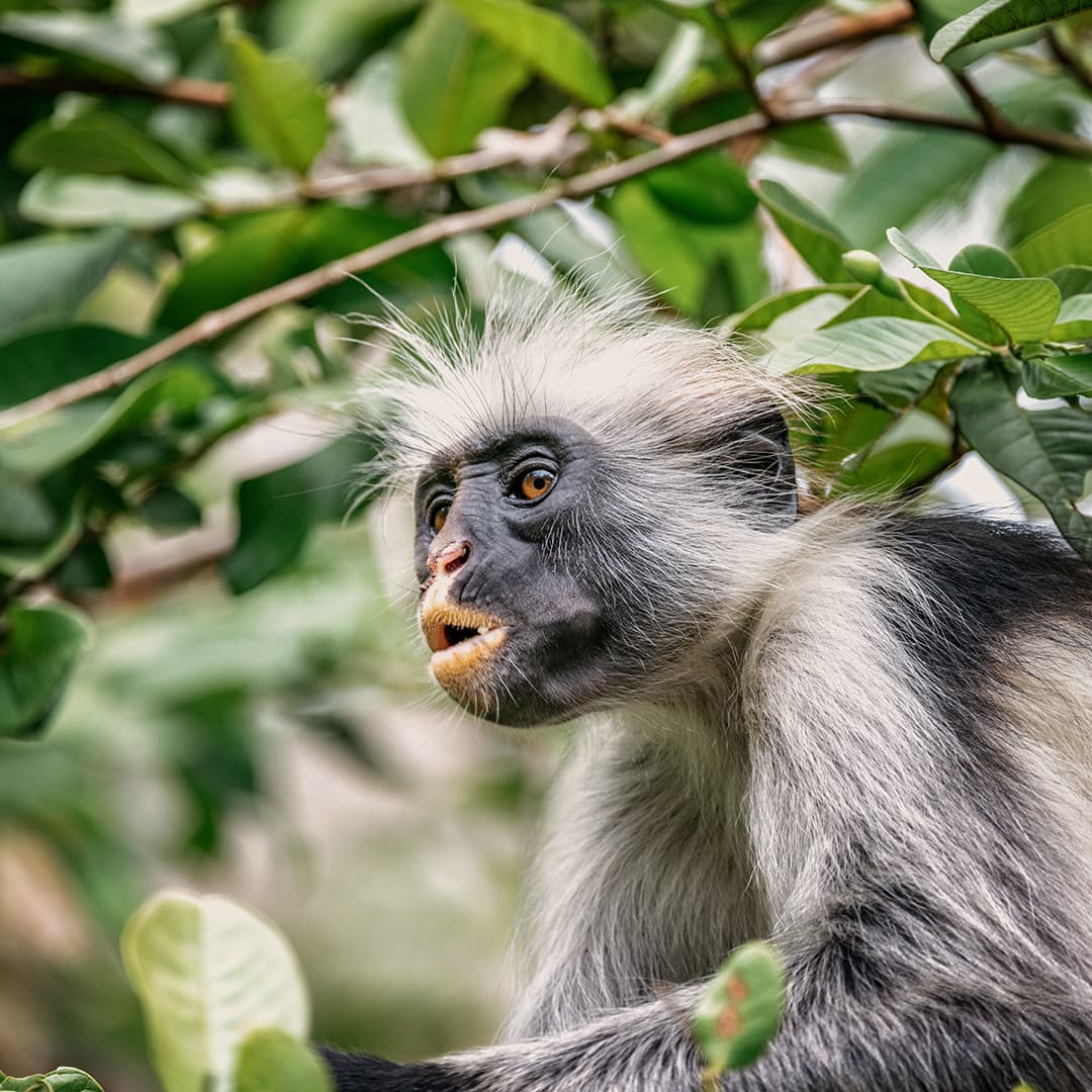 red colobus monkey in zanzibar